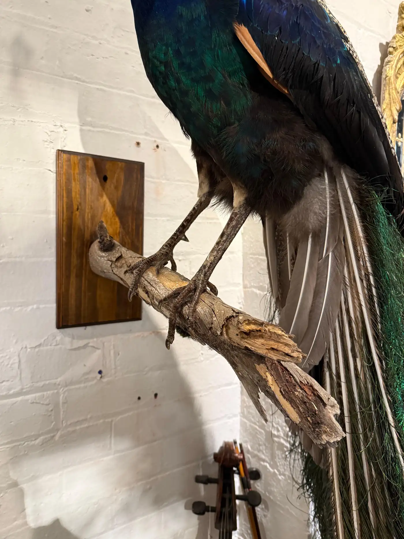 Victorian-Style Peacock on Timber Panel (Pavo cristatus) - Image 7