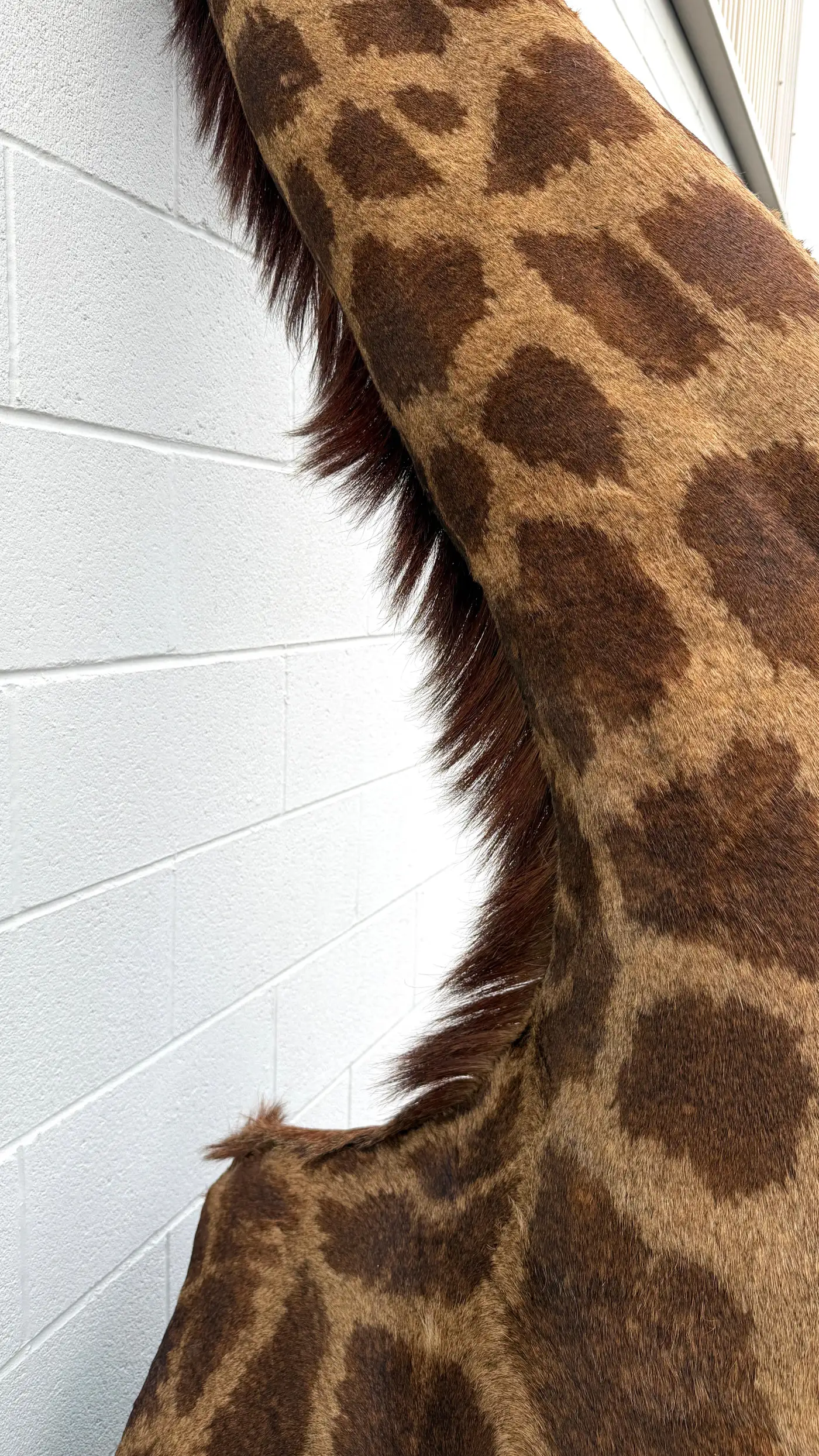 African Giraffe Shoulder Mount on Custom Wooden Base (Giraffa camelopardalis) - Image 6
