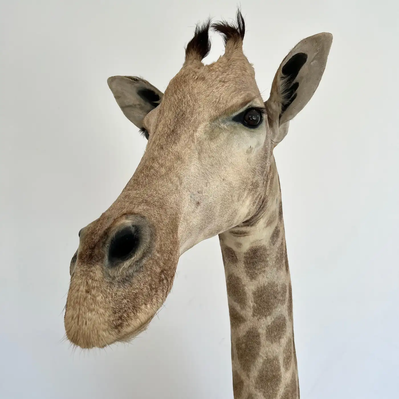 Vintage Giraffe Head and Neck Mount, 1970s (Giraffa camelopardalis) - Image 8