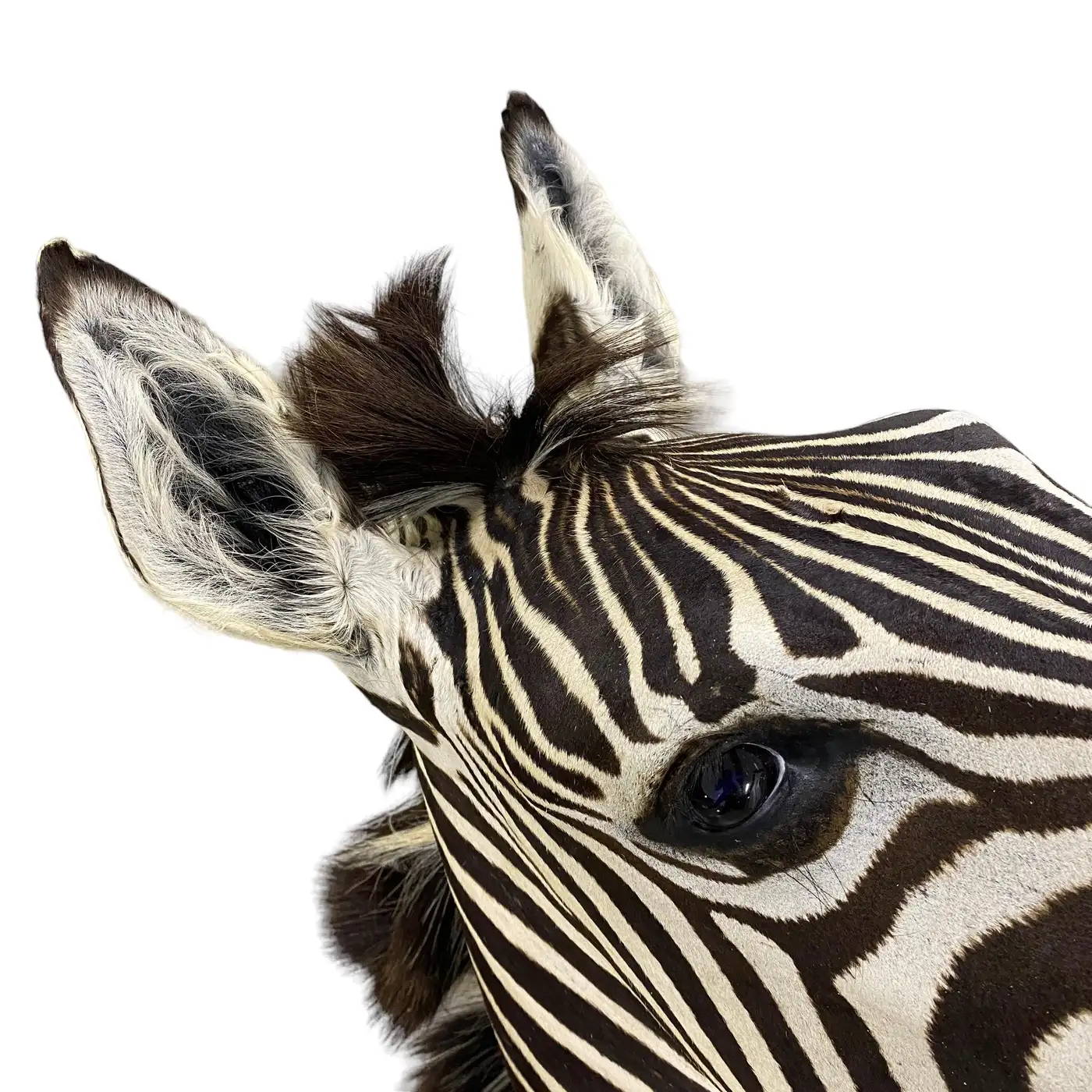 New Zebra Taxidermy Shoulder Mount Wall Display (Equus quagga) - Image 8