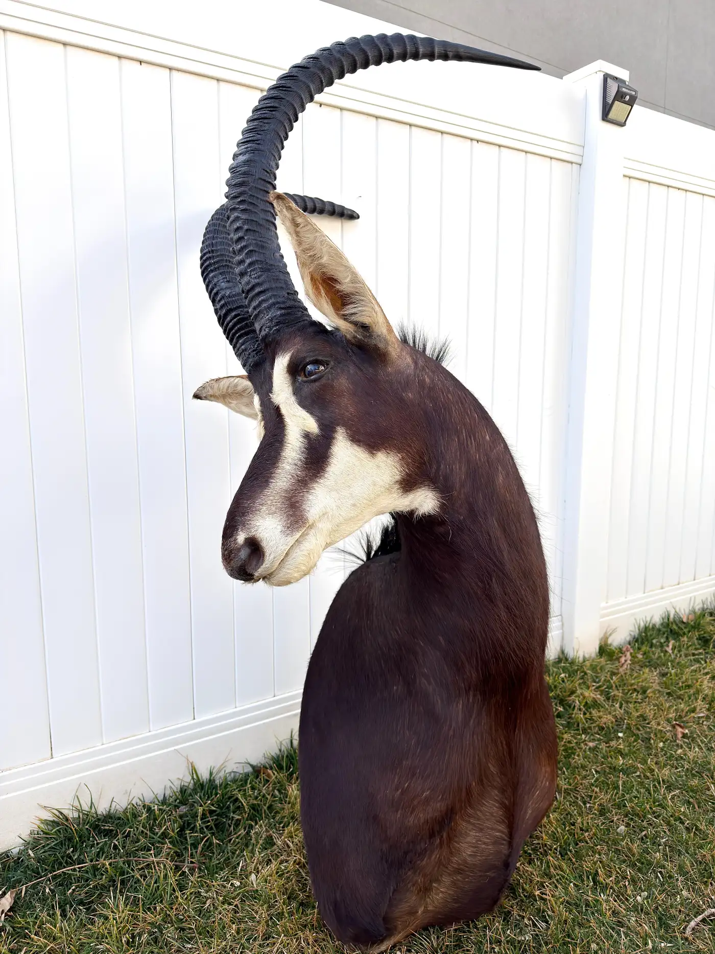 African Sable Antelope 5ft Safari Shoulder Mount (Hippotragus niger) - Image 8