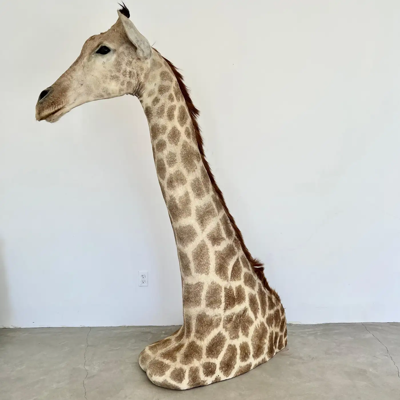 Vintage Giraffe Head and Neck Mount, 1970s (Giraffa camelopardalis) - Image 9