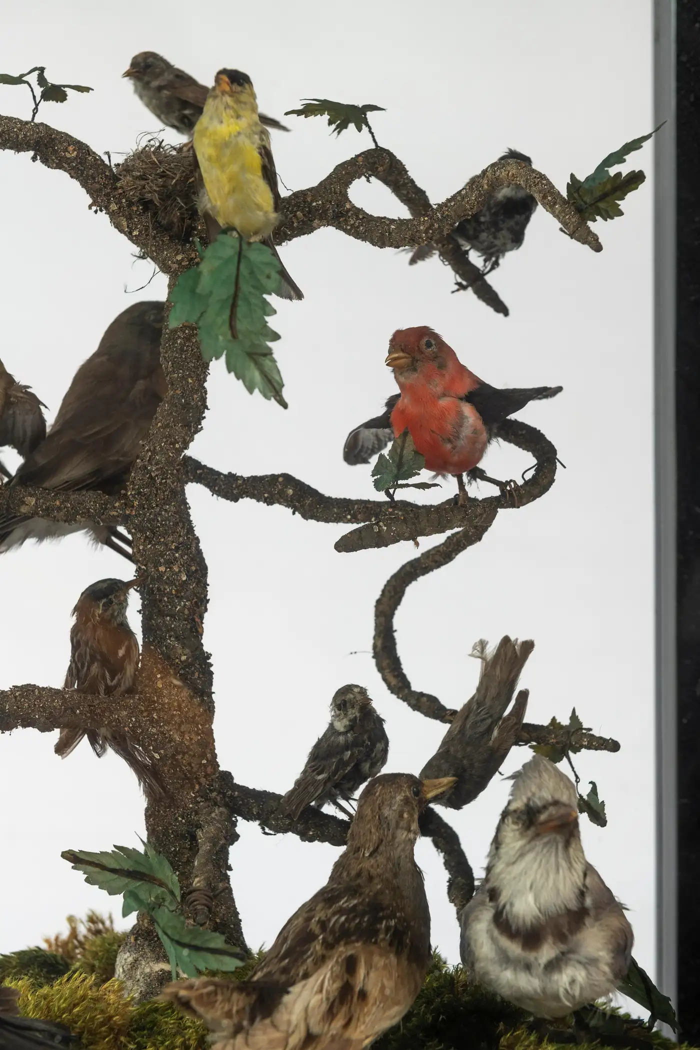Victorian Glass Showcase with 16 Antique Birds - Image 4