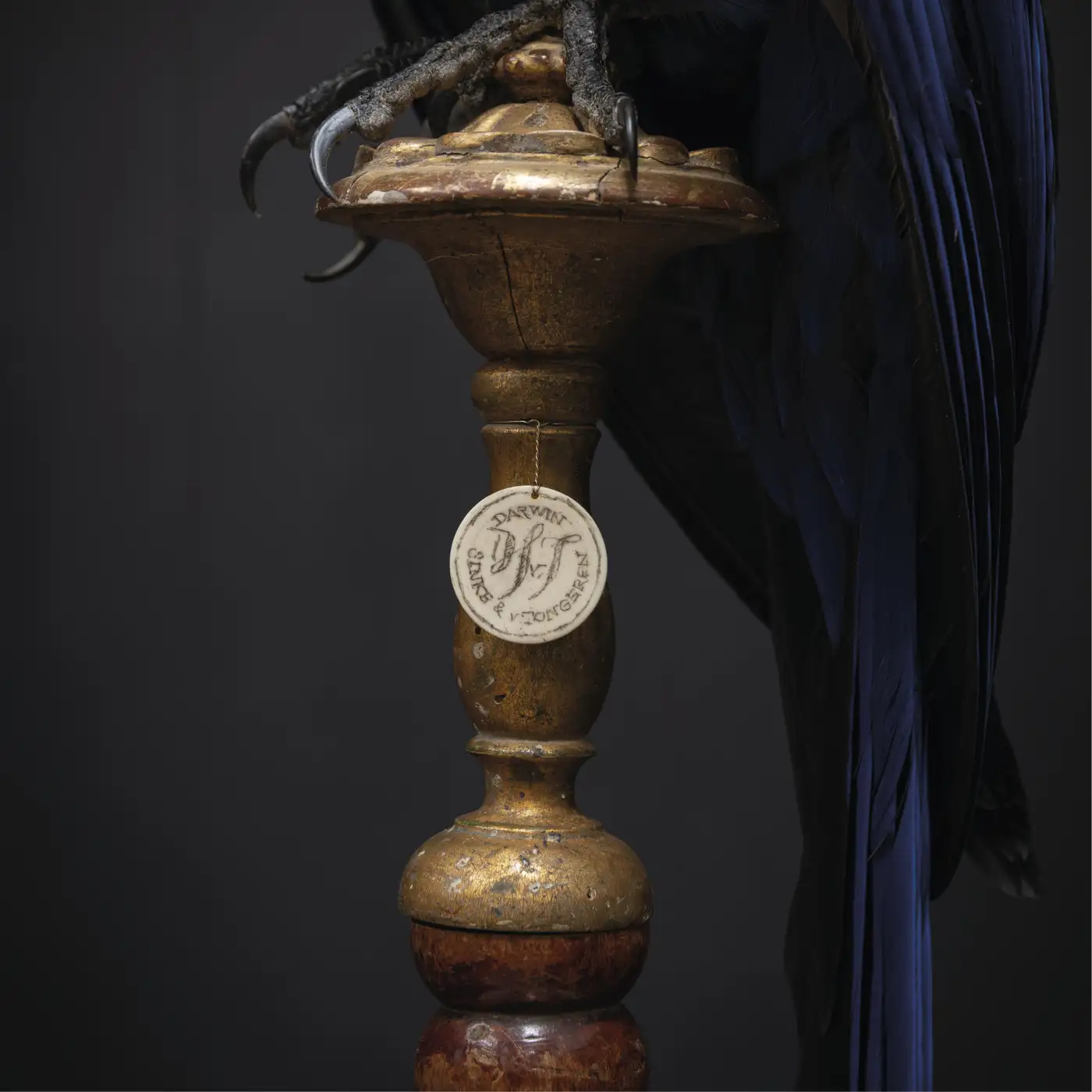 Fine Taxidermy Hyacinth Macaw (Anodorhynchus hyacinthinus) by Sinke & Van Tongeren - Image 10