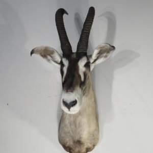 roan antelope mount