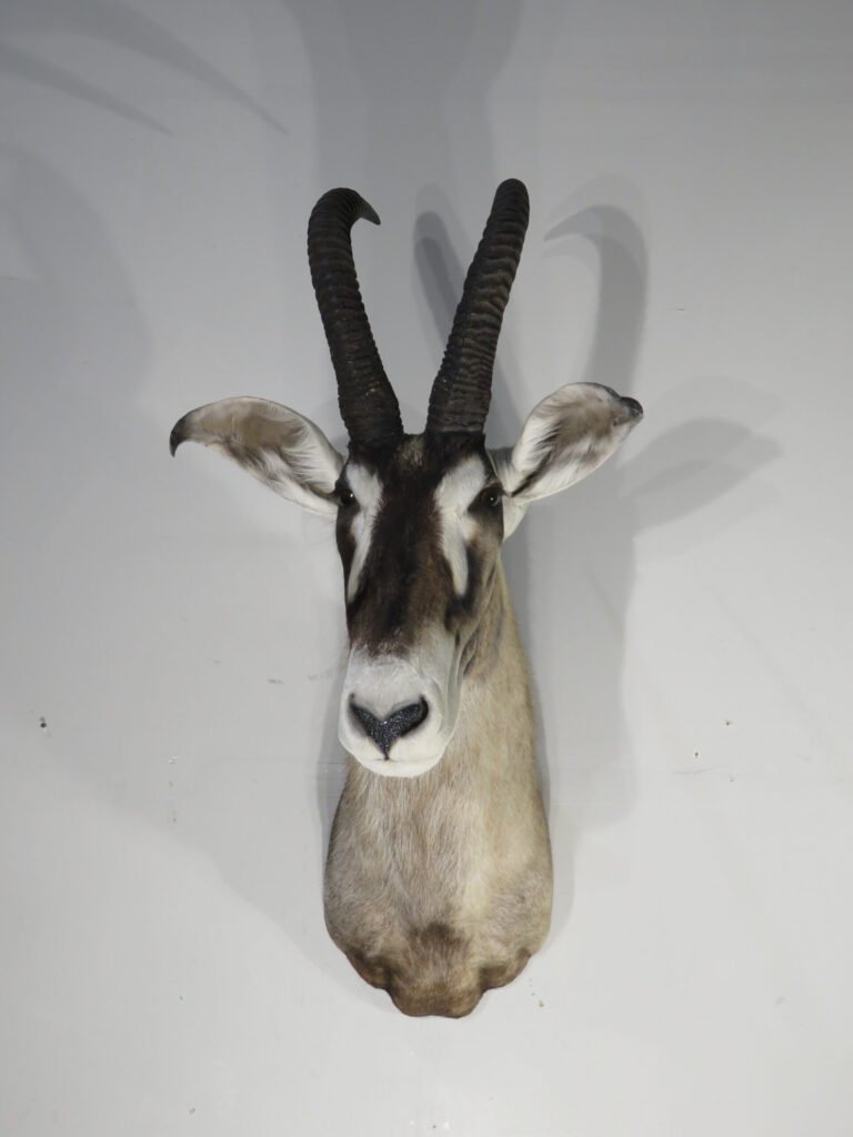 roan antelope mount