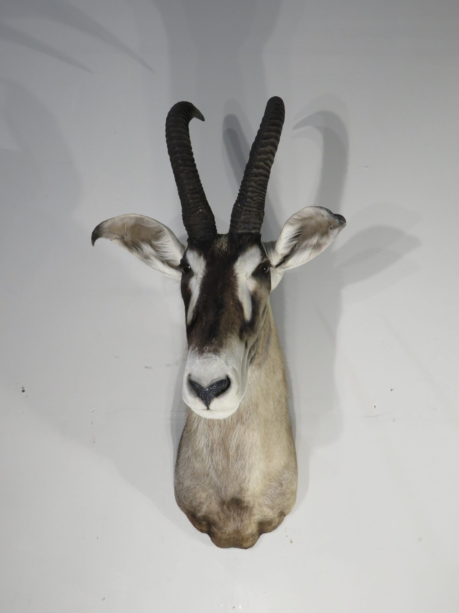 roan antelope mount