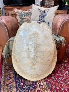 large turtle shell for sale