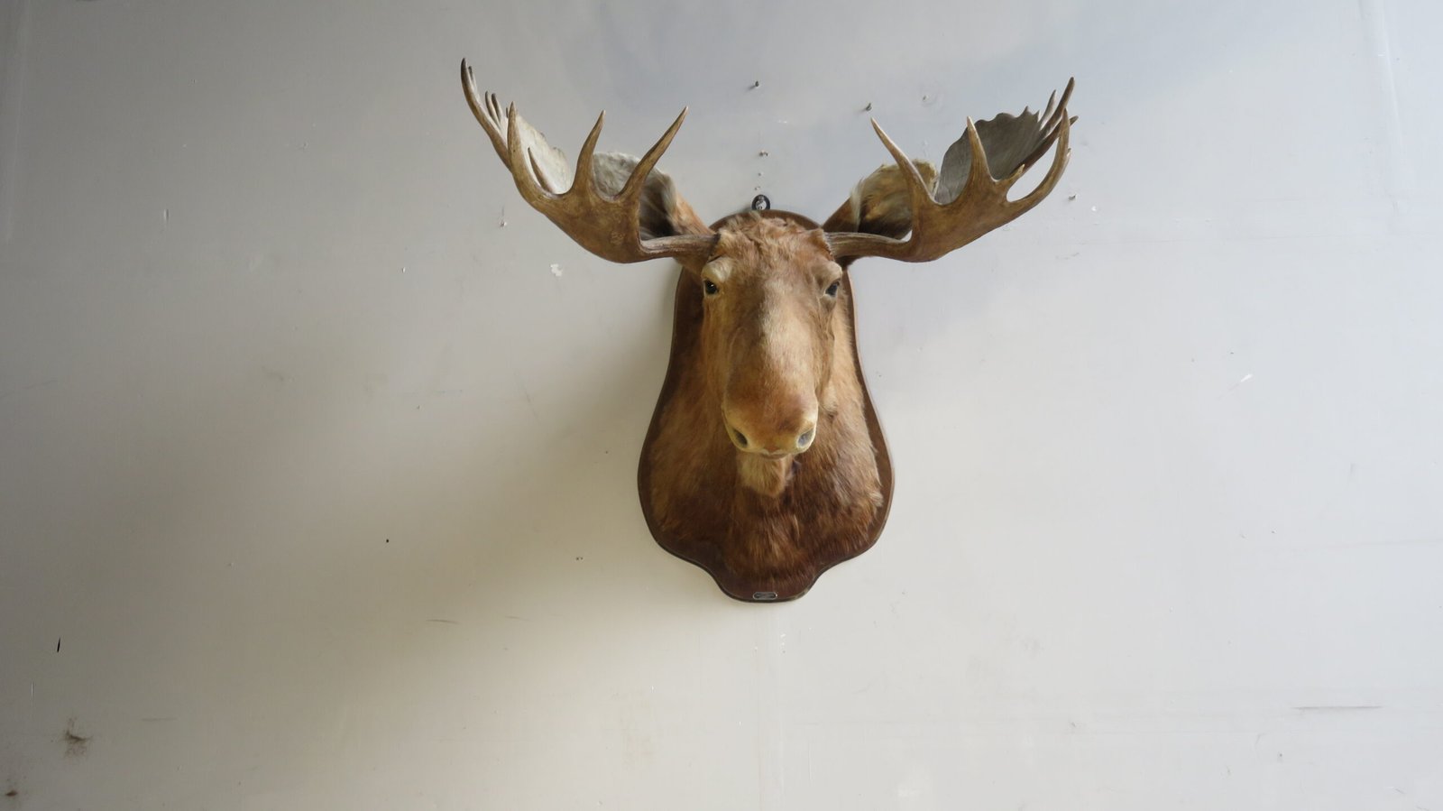 Canadian Moose Shoulder Mount, 49" Rack (Alces alces) - Image 2