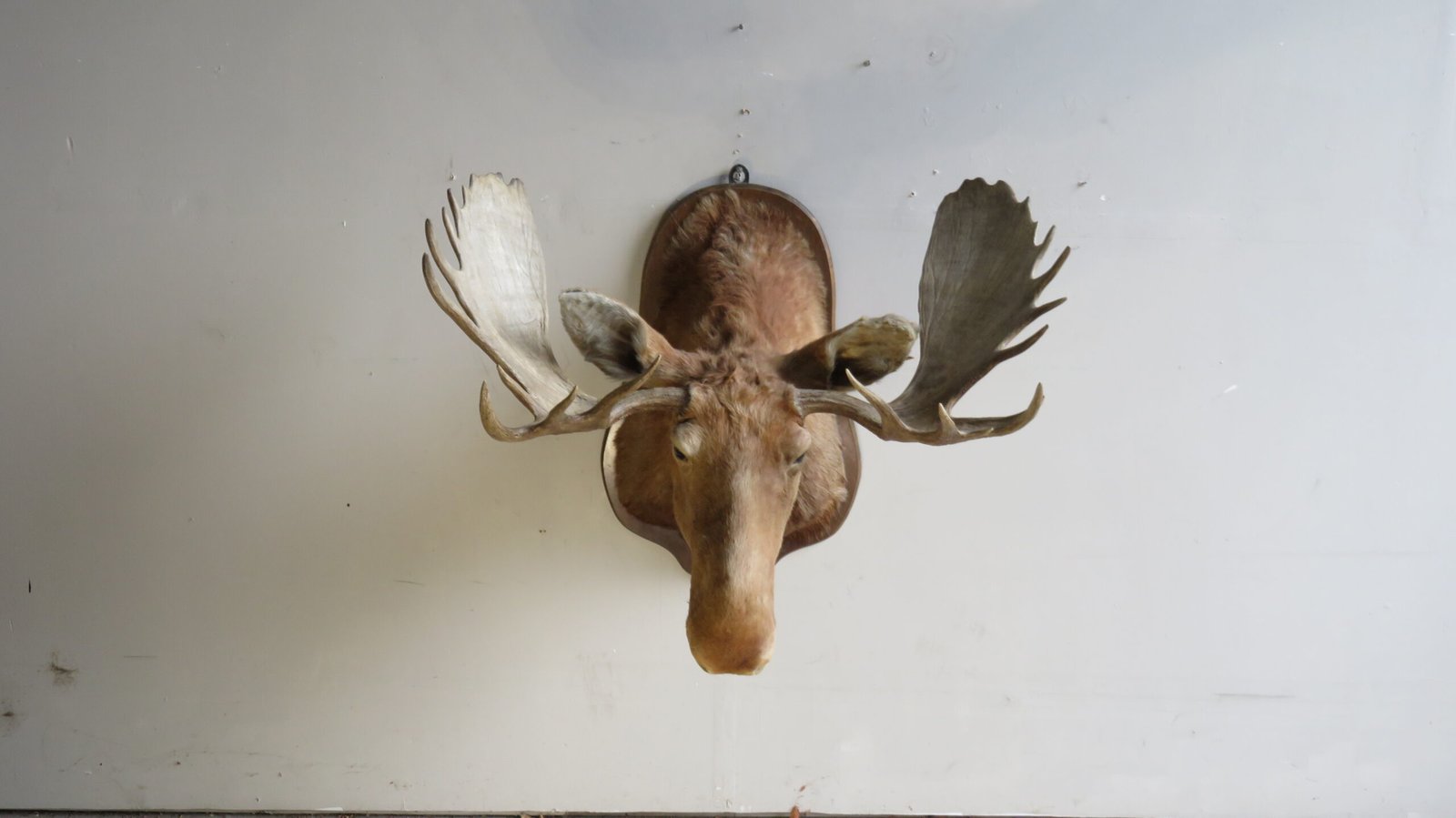 Canadian Moose Shoulder Mount, 49" Rack (Alces alces) - Image 3