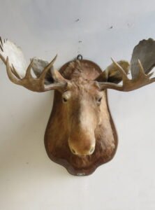 moose shoulder mount