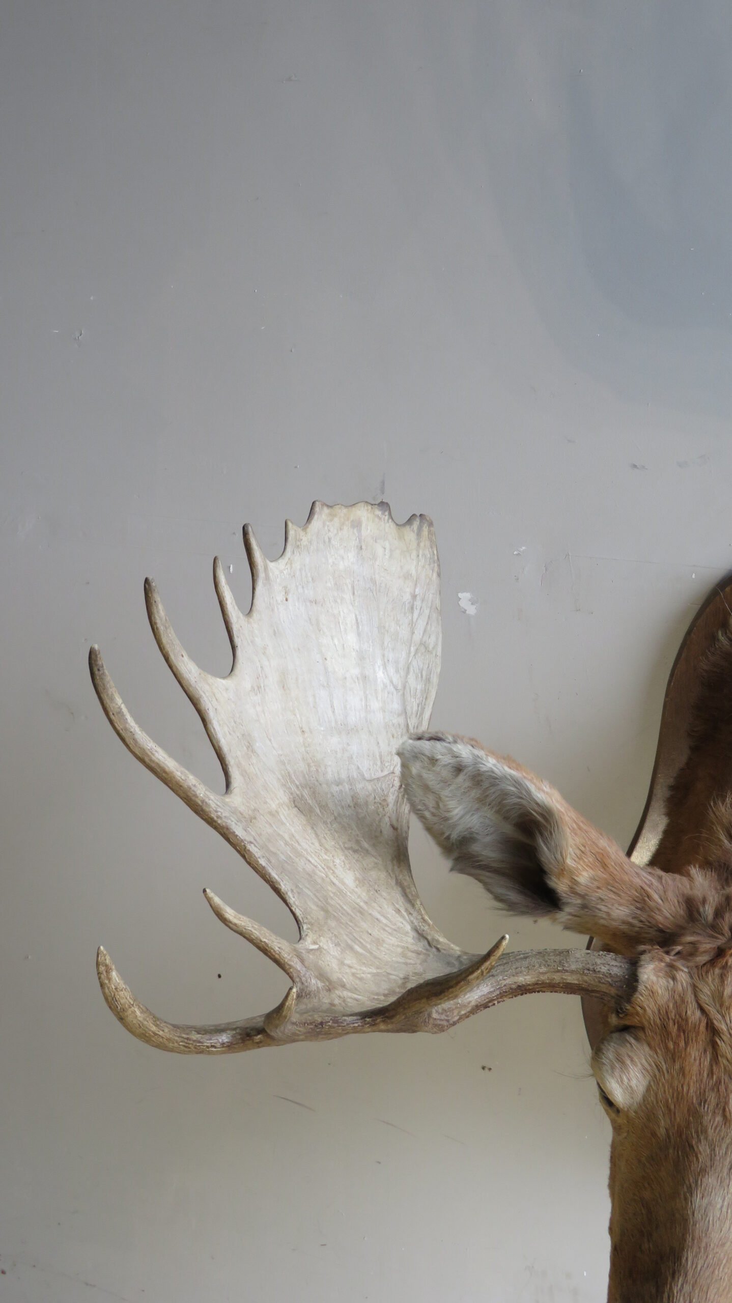 Canadian Moose Shoulder Mount, 49" Rack (Alces alces) - Image 4