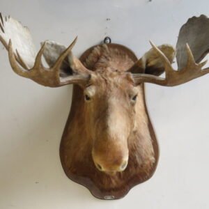moose shoulder mount