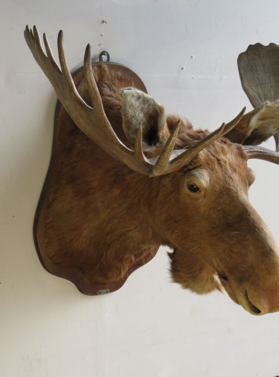 Canadian Moose Shoulder Mount, 49" Rack (Alces alces) - Image 6