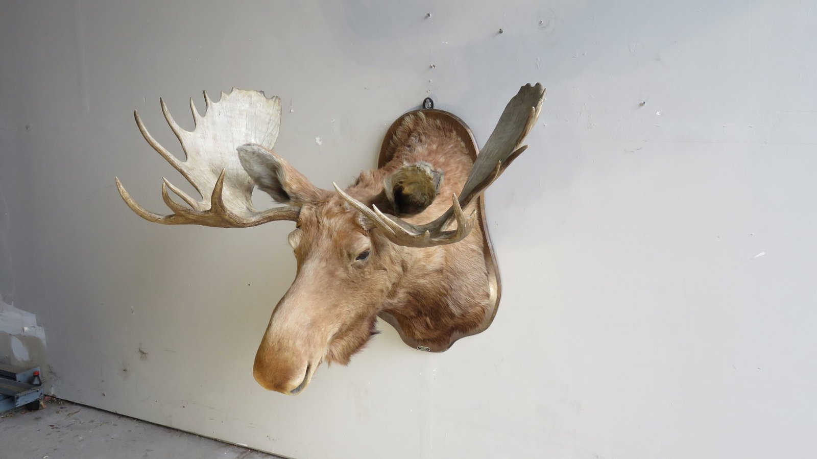 Canadian Moose Shoulder Mount, 49" Rack (Alces alces) - Image 7