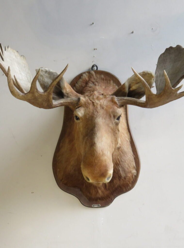 moose shoulder mount