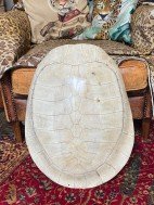 turtle shell for sale