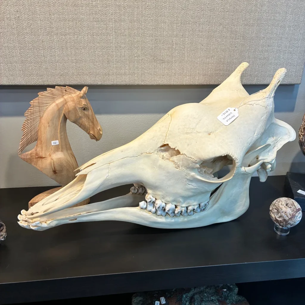Real giraffe skull in side profile showing the long face and ossicones