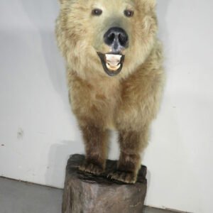 kodiak bear taxidermy
