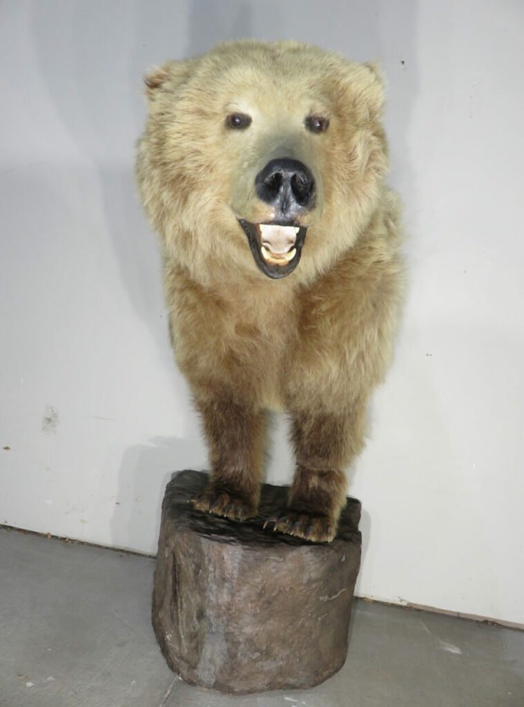 kodiak bear taxidermy
