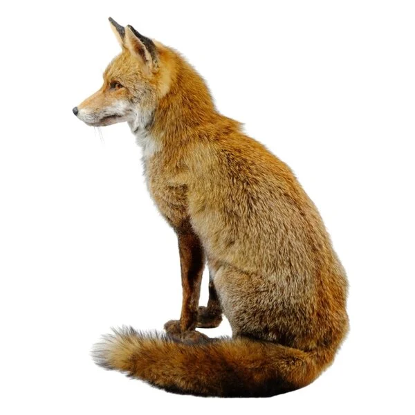 taxidermy fox for sale
