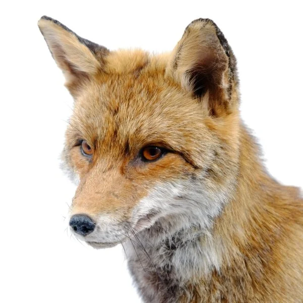 Taxidermy Fox Sitting for sale