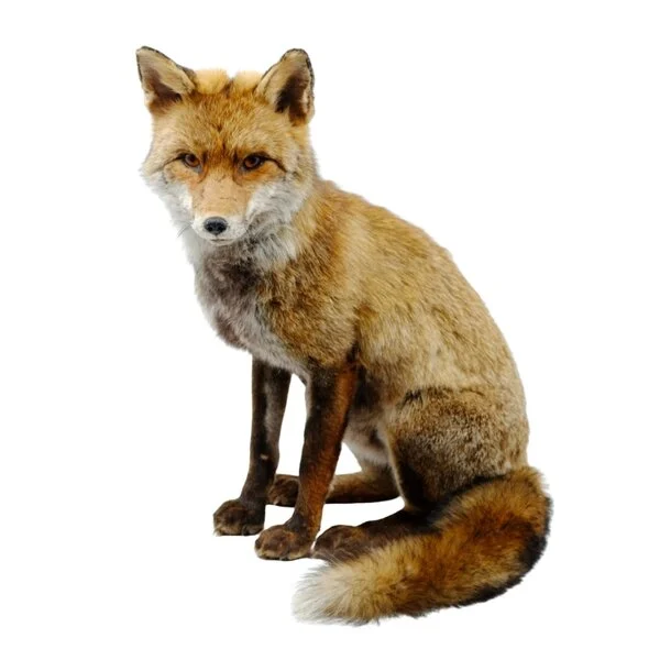 taxidermy fox for sale