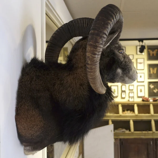 Mouflon Trophy Sale