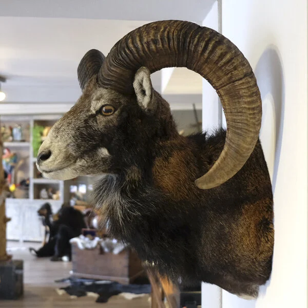 Mouflon Trophy Sale