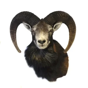 Mouflon Trophy Sale