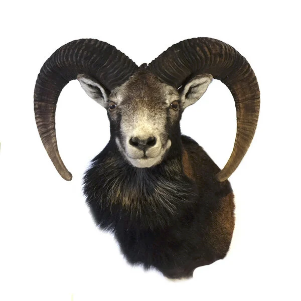 Mouflon Trophy Sale