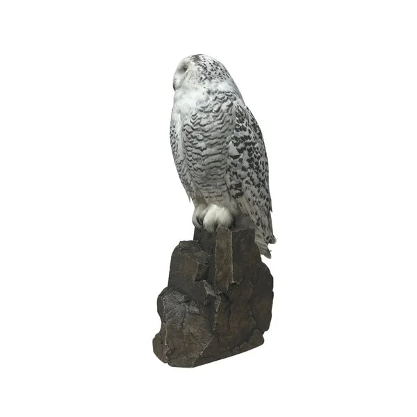 snowy owl taxidermy for sale