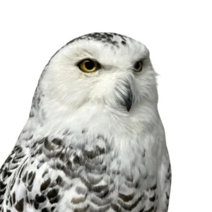 snowy owl taxidermy for sale