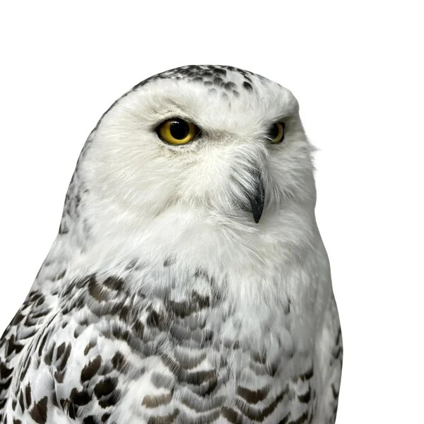 snowy owl taxidermy for sale