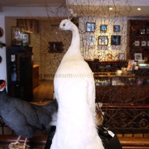taxidermy peacock for sale