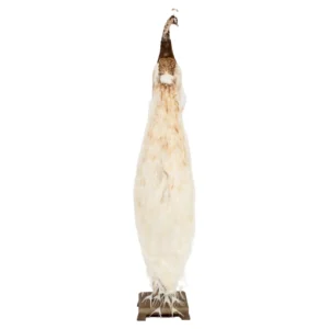 pied peacock taxidermy