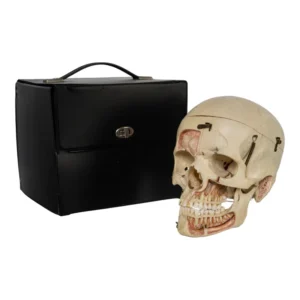 Real Human Dissected Skull in Case