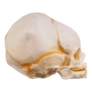 Real Human Fetal Skull