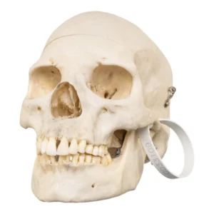 Real Human Skull for sale