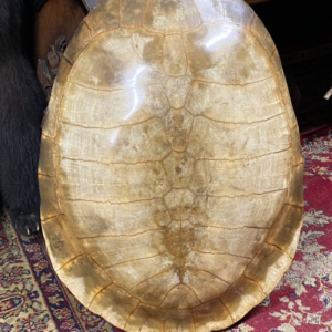 tortoise shell for sale