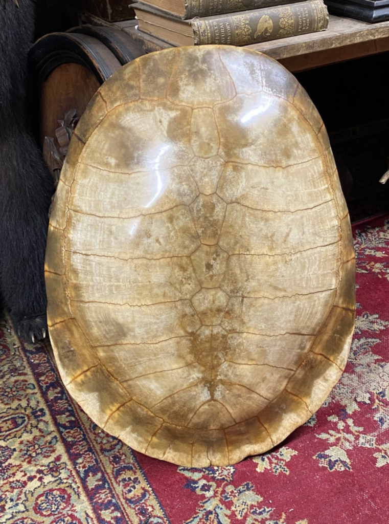 tortoise shell for sale