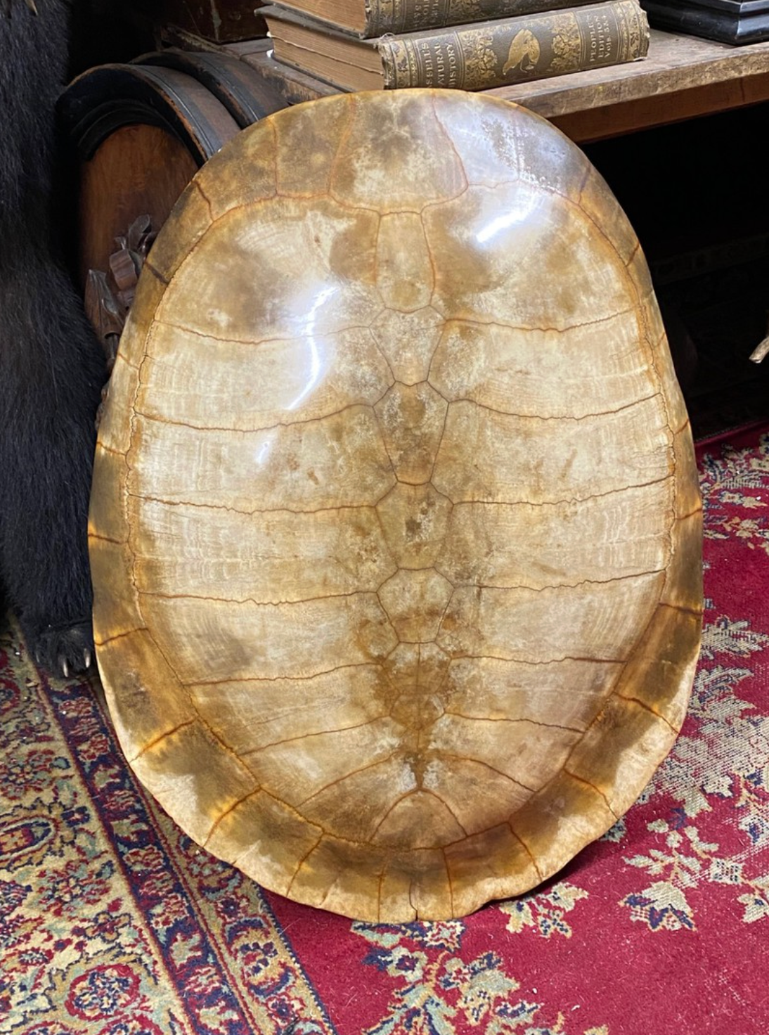 tortoise shell for sale