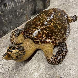 sea turtle shell for sale