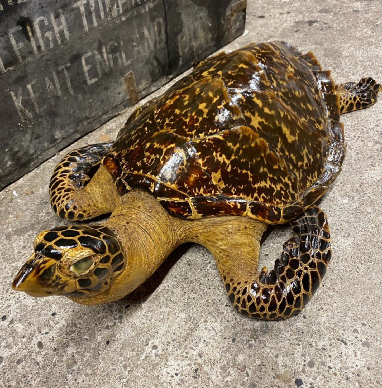 sea turtle shell for sale