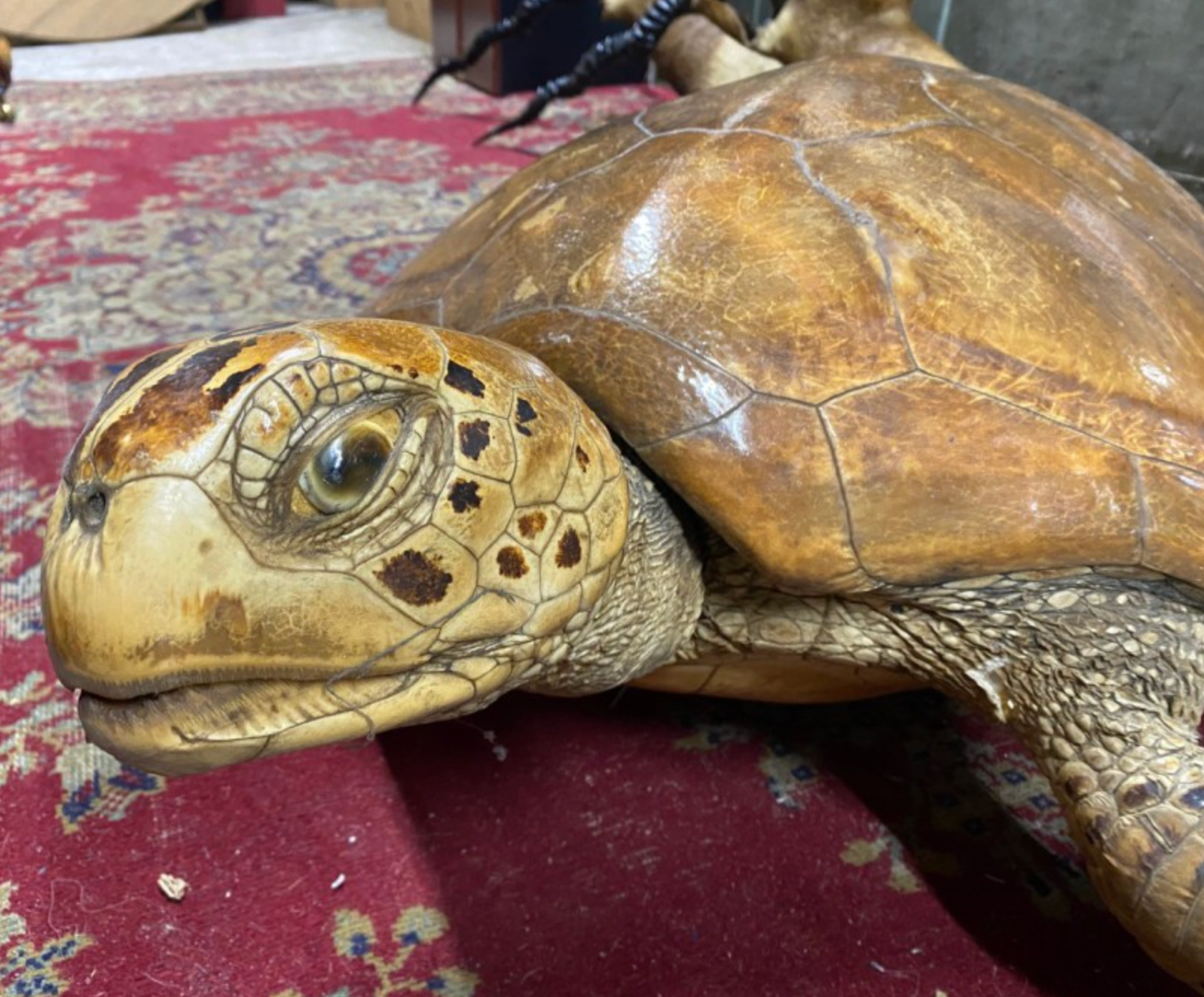 Taxidermy Turtle for sale