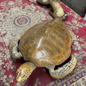 Taxidermy Turtle for sale