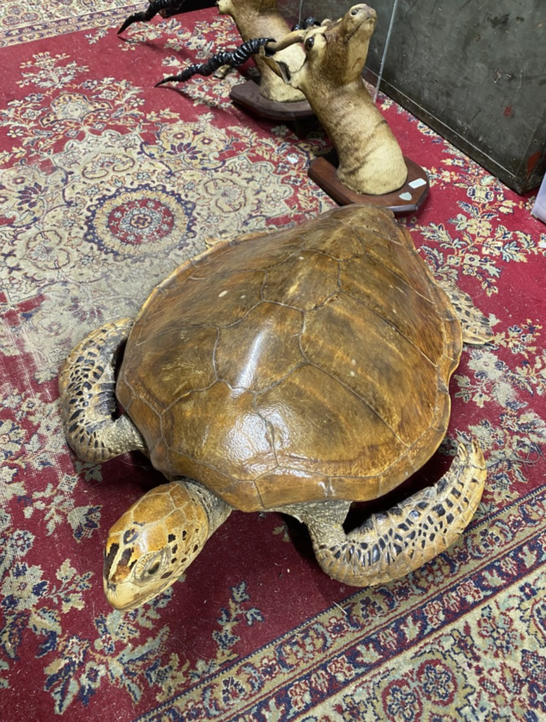 Taxidermy Turtle for sale