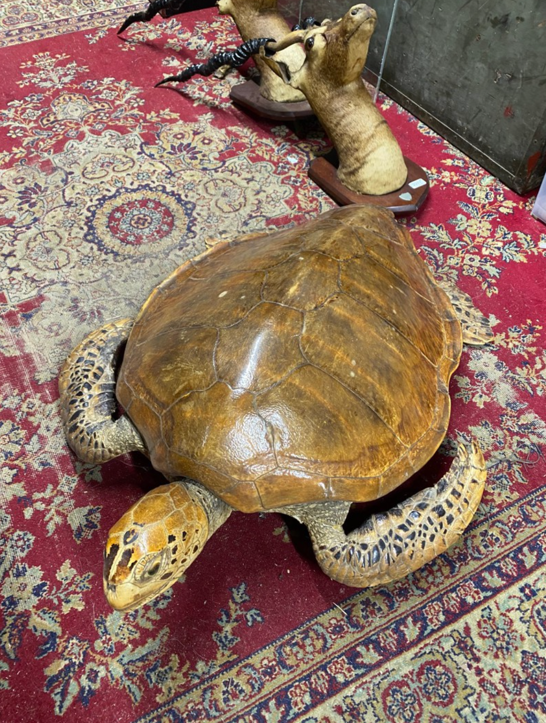 Taxidermy Turtle for sale