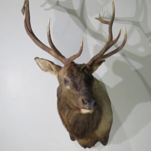 elk shoulder mount