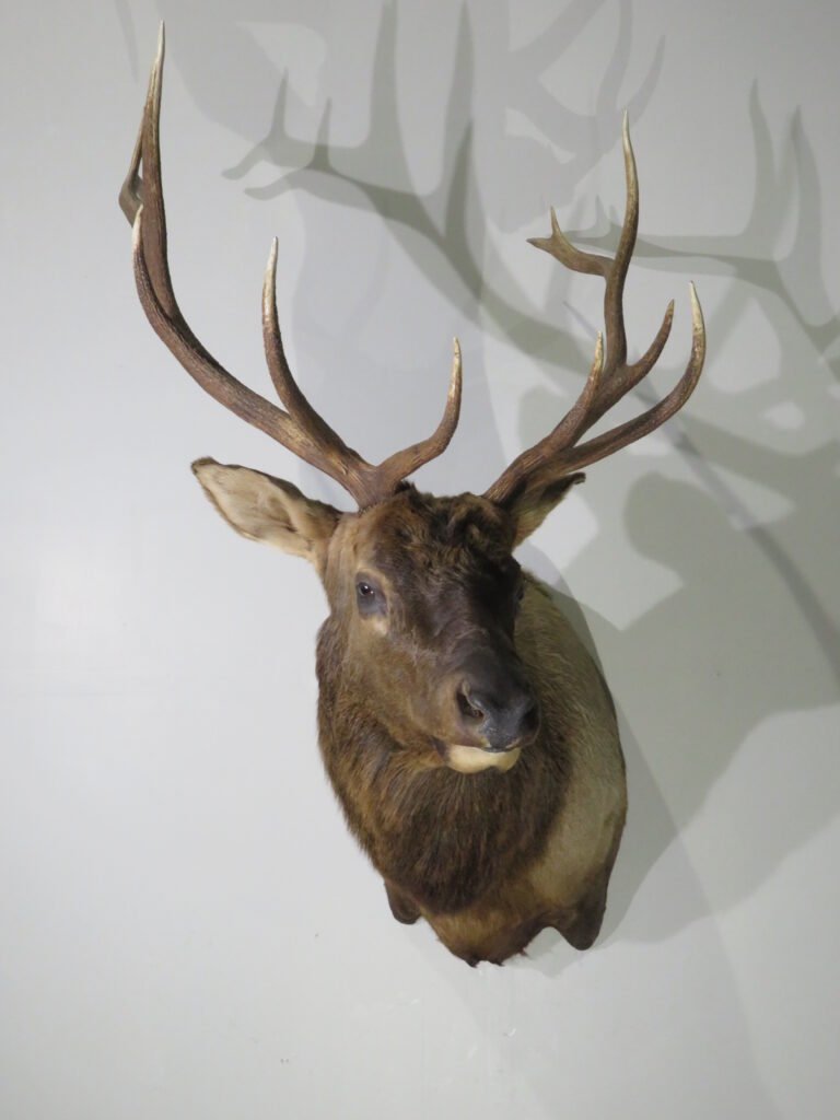 elk shoulder mount